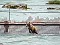 Alaska Wildlife-4